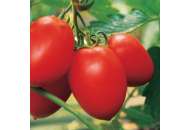 Колибри F1 - томат индетерминантный, Clause Франция фото, цена